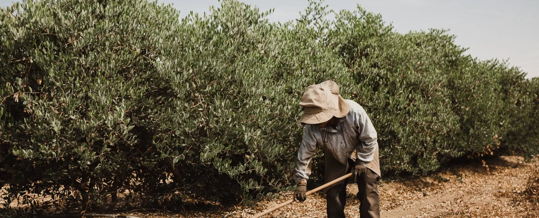 Aceite de jojoba: La maravilla dorada