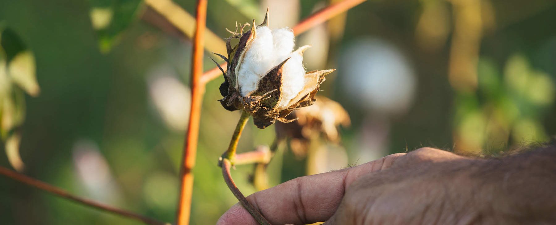 Los Knot Wraps: desde la planta de algodón hasta las tiendas