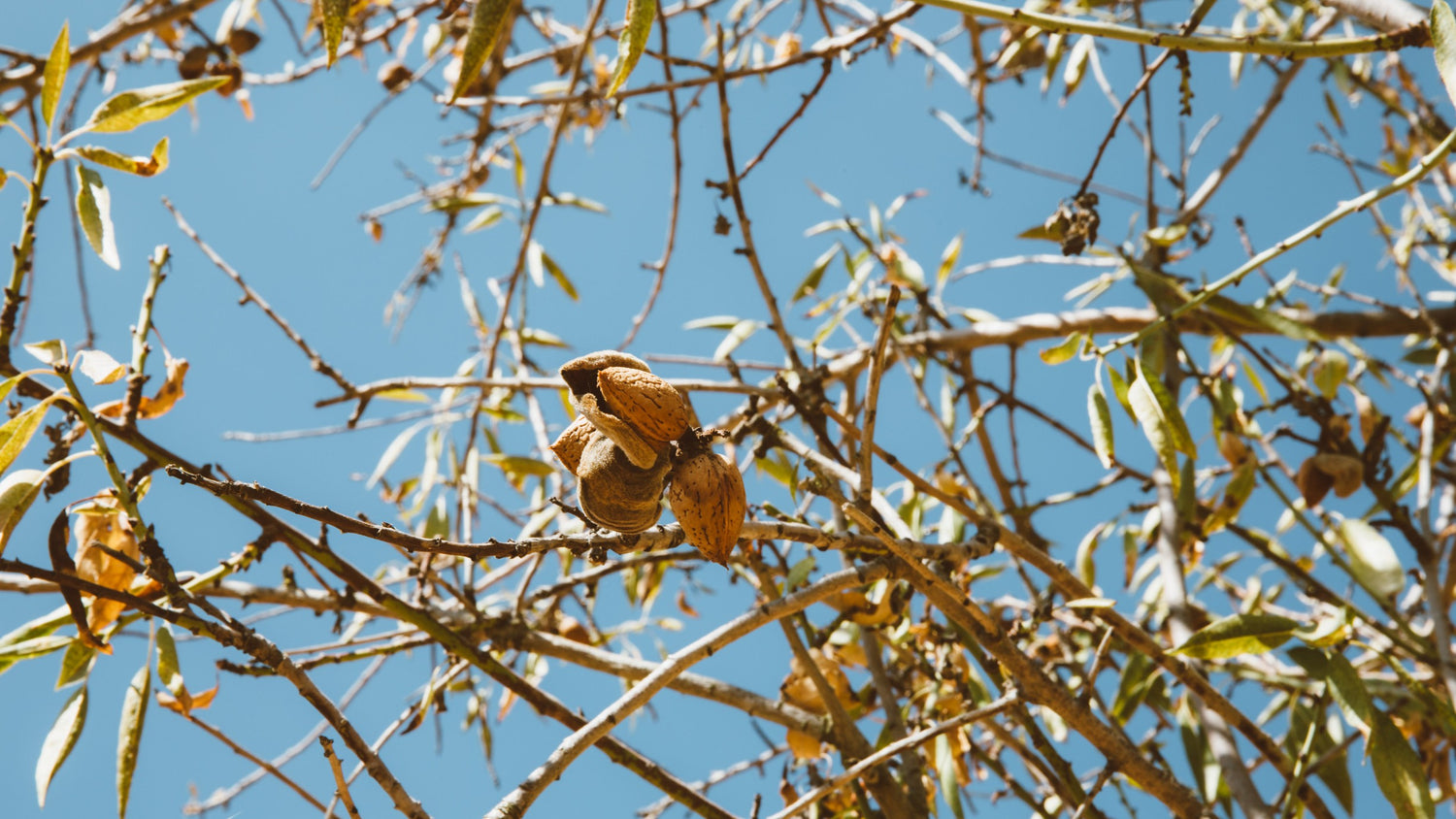 Almendra: La súper semilla