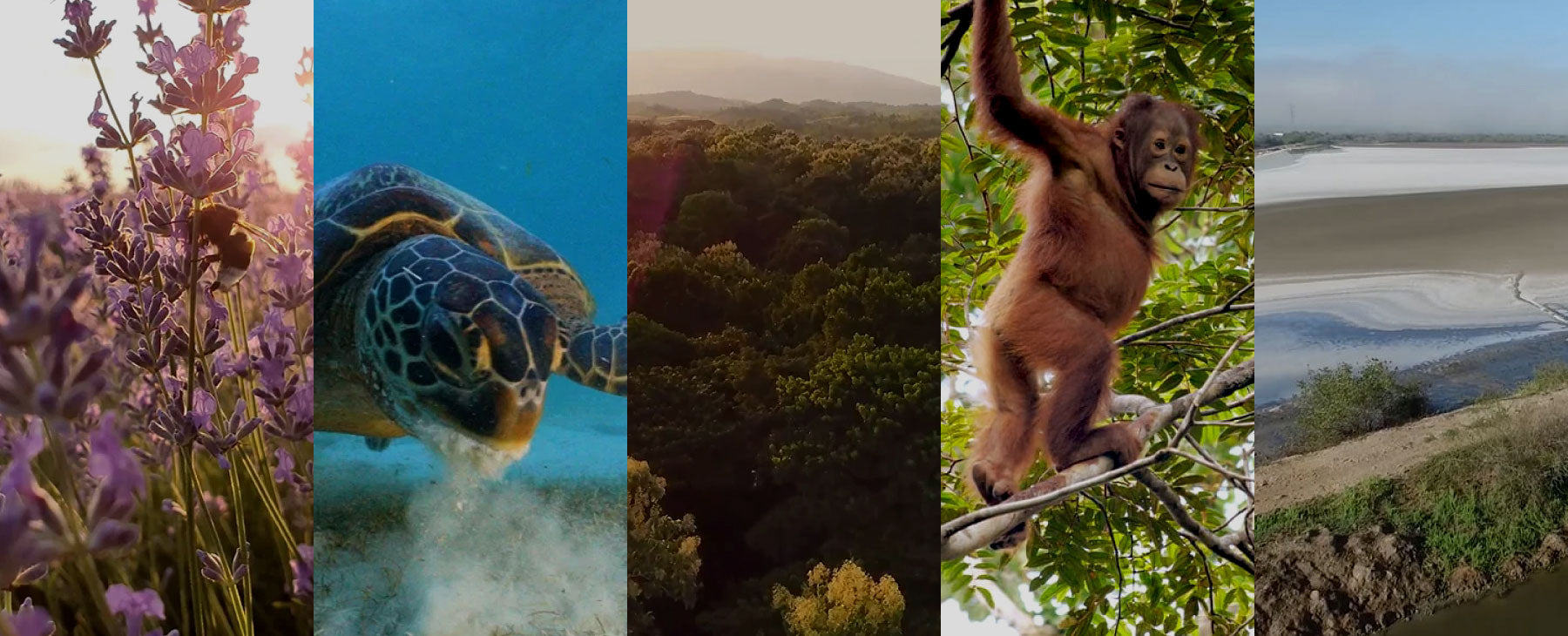 Hacia Rutinas Salvajes