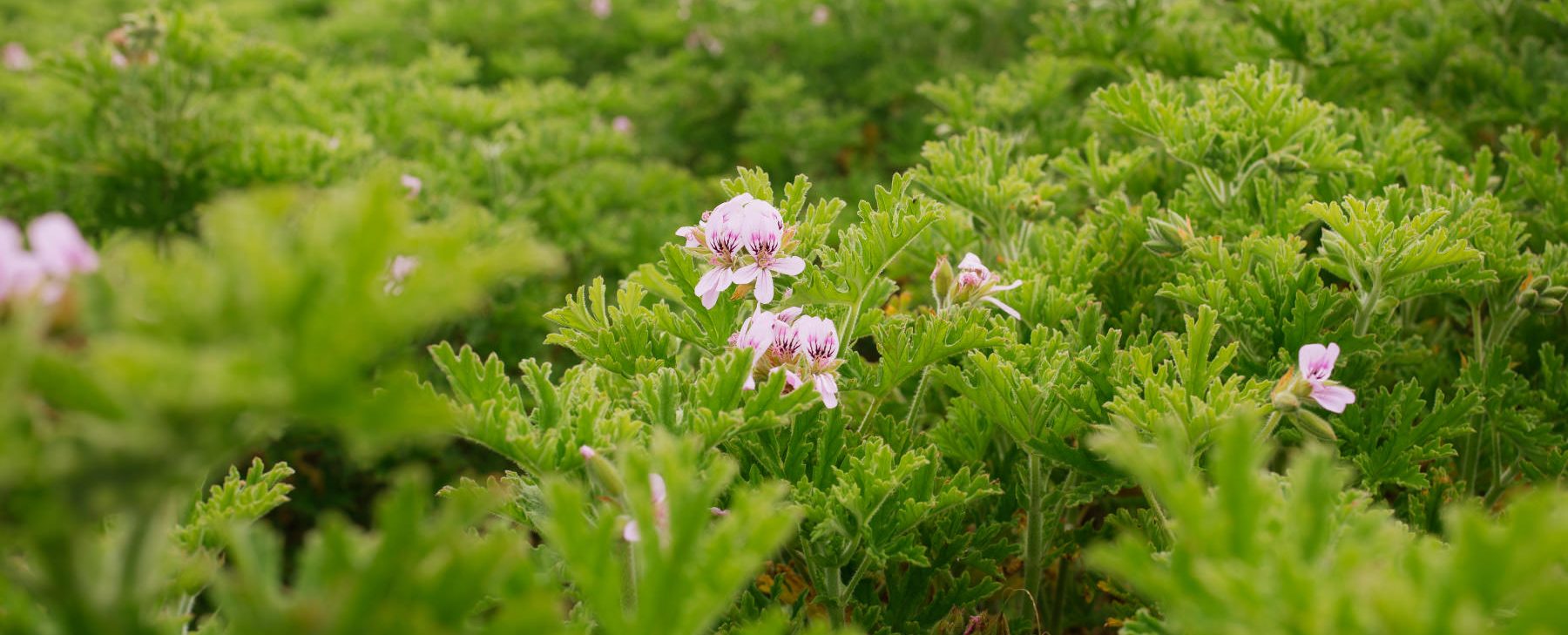 Mucho más que sostenibilidad