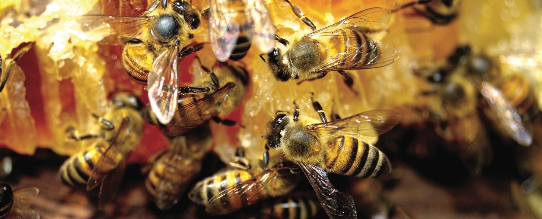 ¡Celebremos a las abejas!