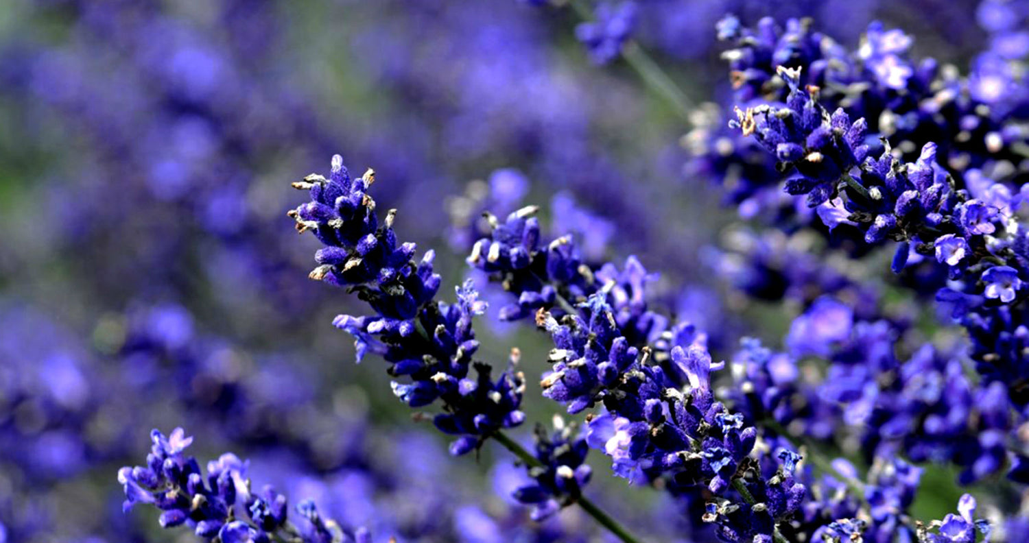 Conociendo el origen de la lavanda