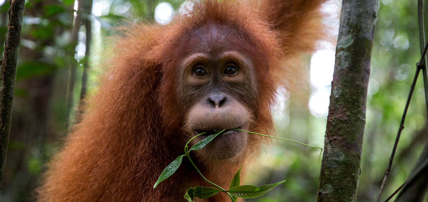 Campaña SOS Sumatra